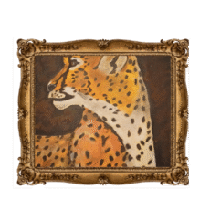 cheetah's stare