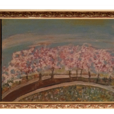 Cherry Blossums
